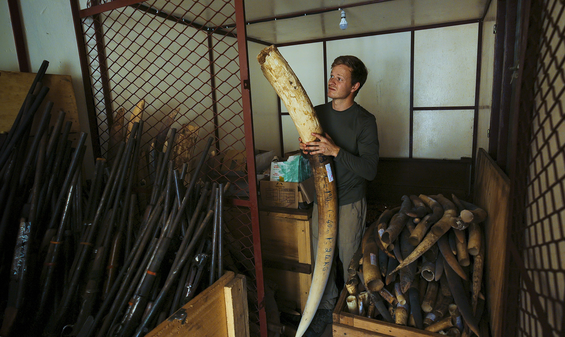Bertie Gregory holding a massive tusk in a cage full of confiscated tusks.