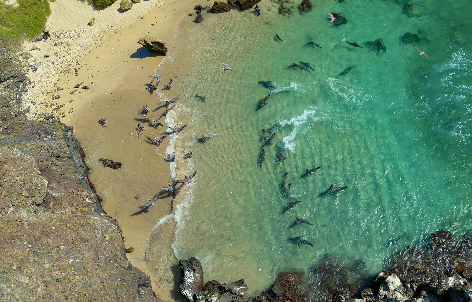 Sea lions lying on the beach and swimming in the water.