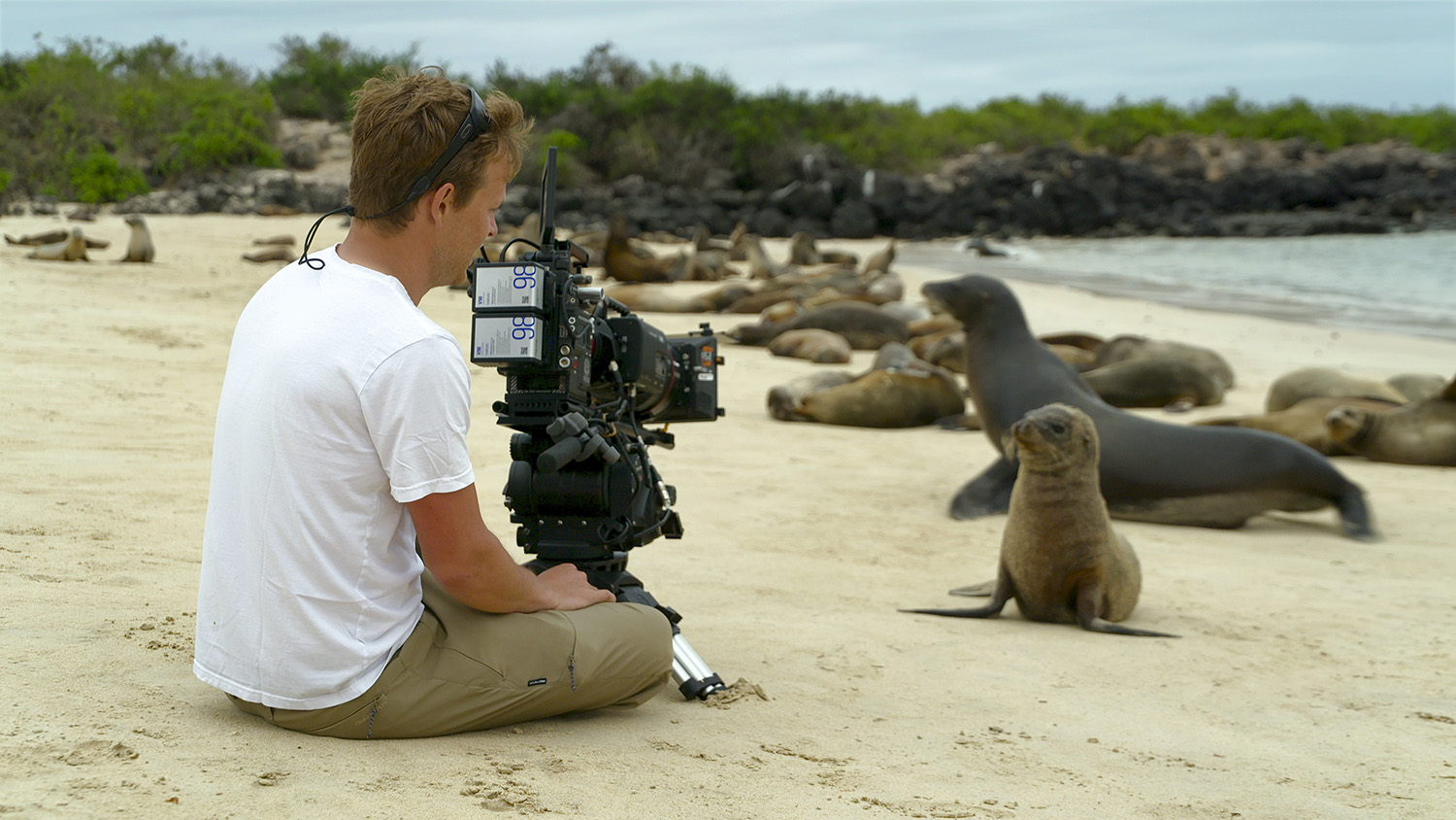Bertie Gregory filming baby sea lion on the beach.