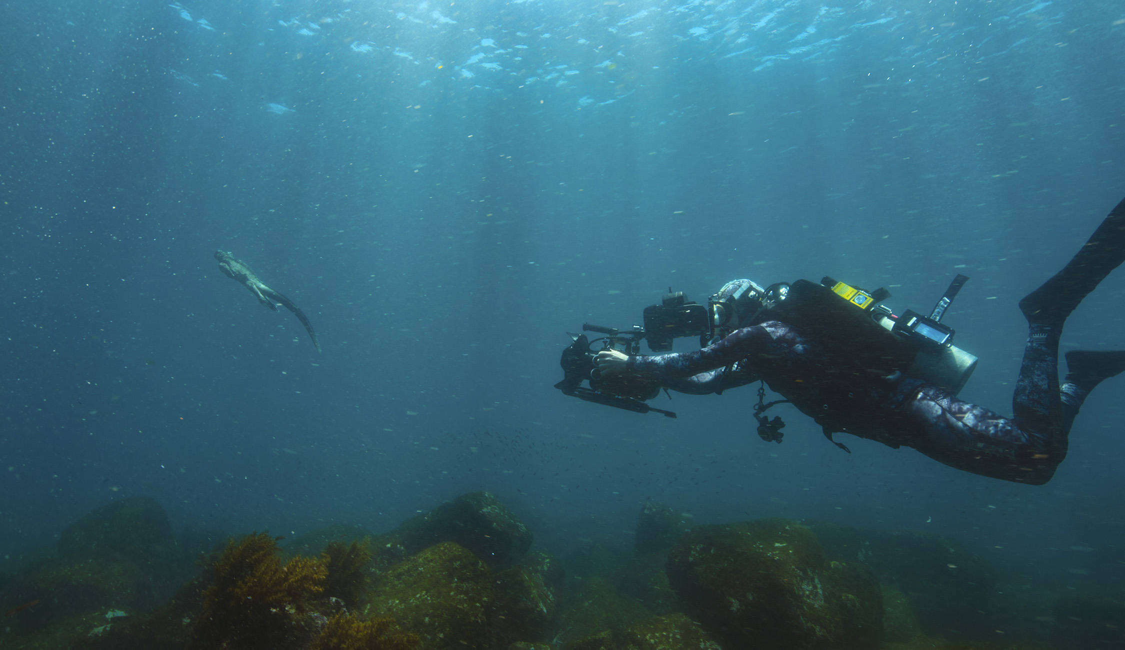 Underwater shot of Bertie Gregory following and filming marine iguana underwater.