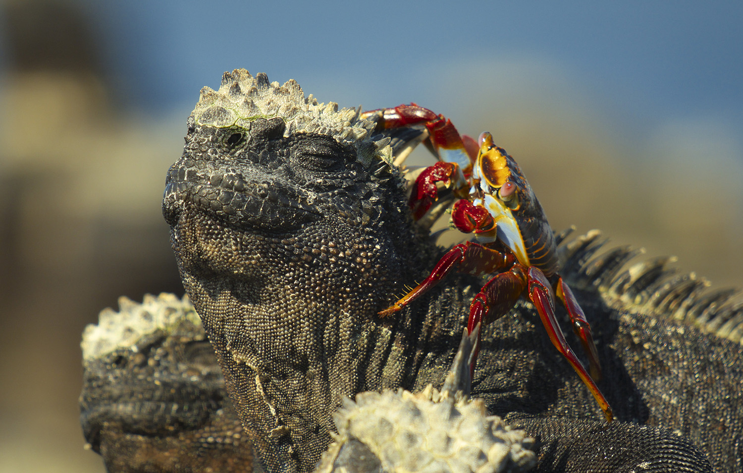 Sally lightfoot crab on a marine iguana's head.