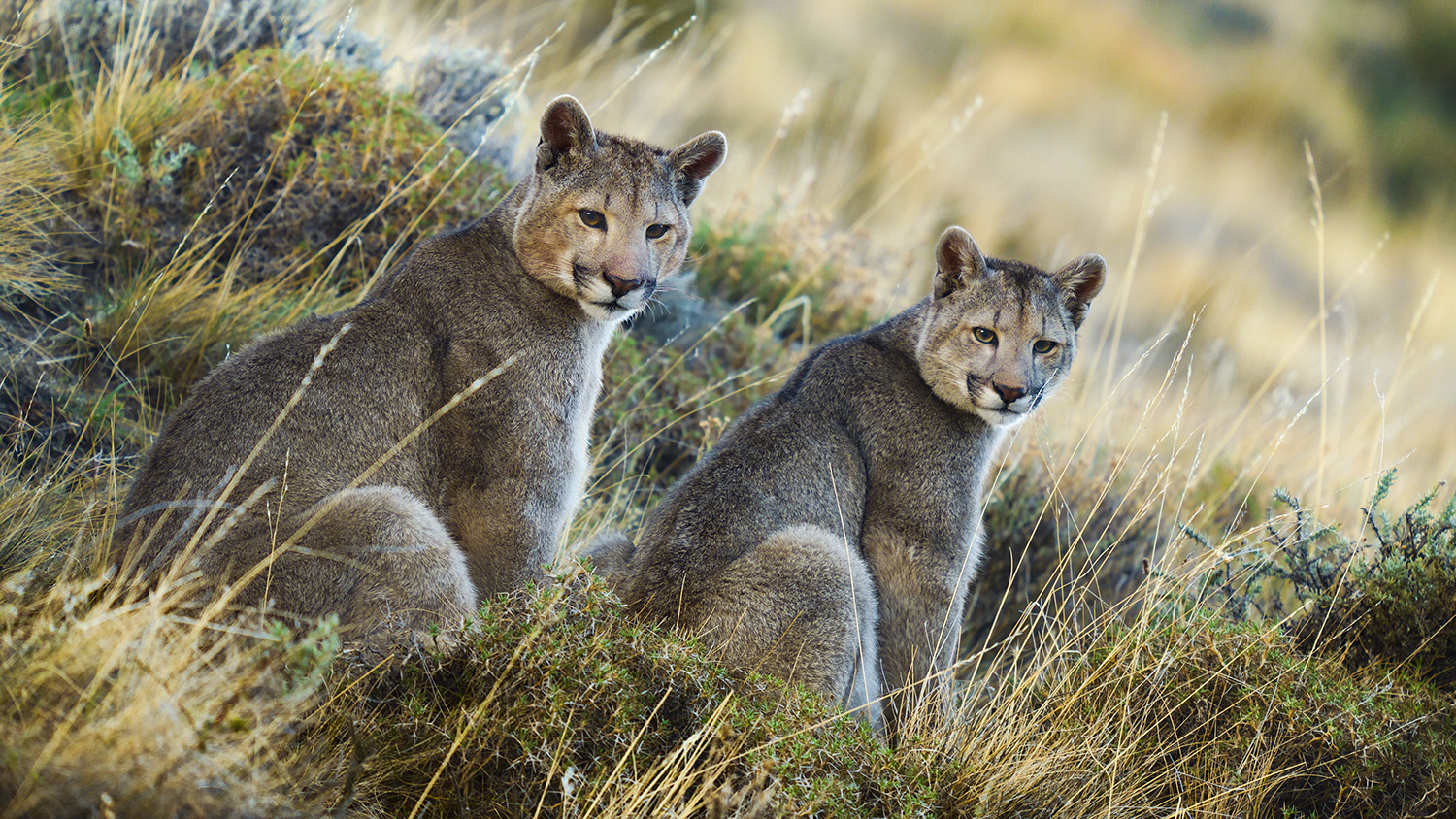 Two Pumas looking at the camera.