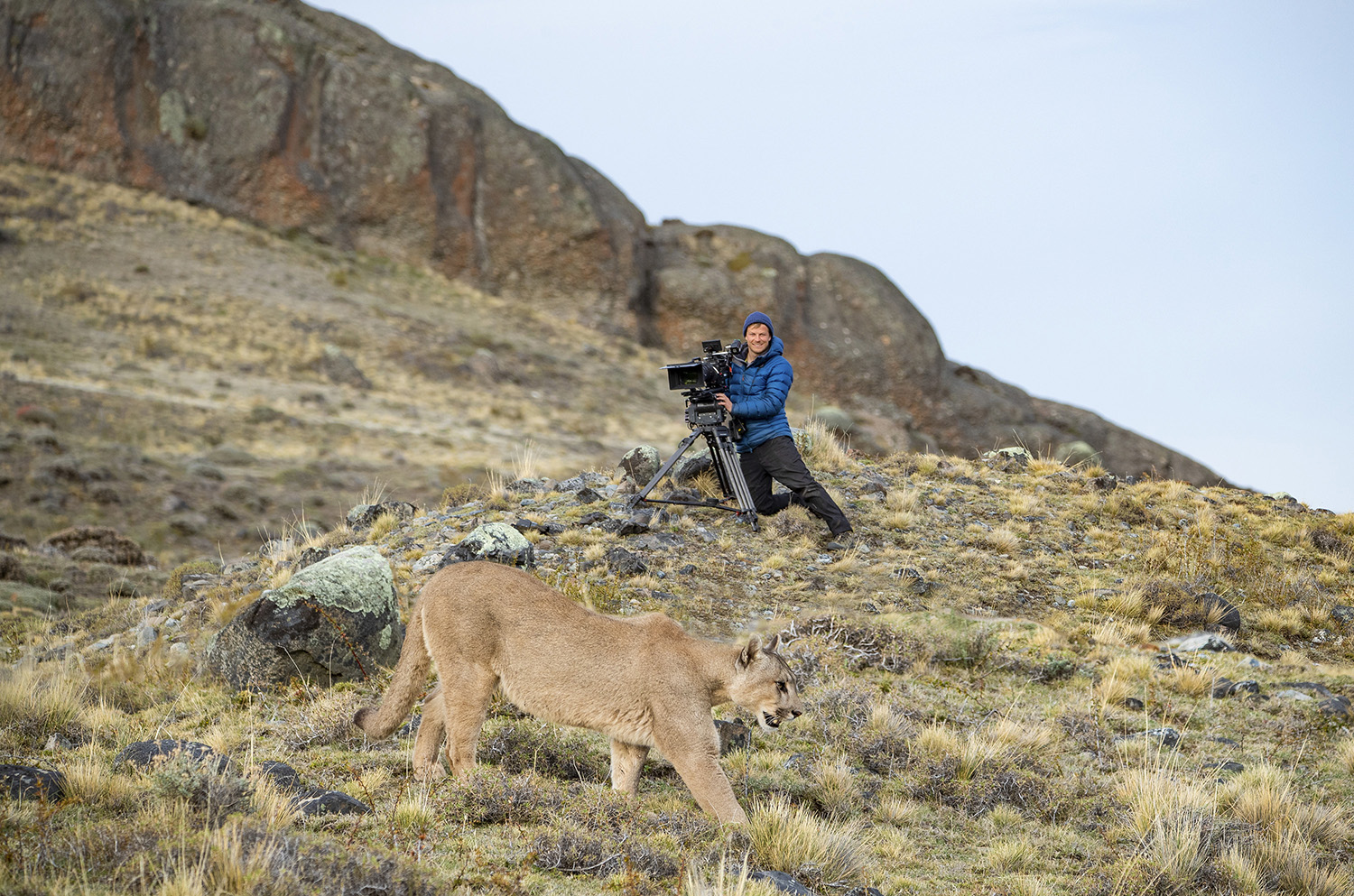 Bertie Gregory filming a puma walking past in the foreground.