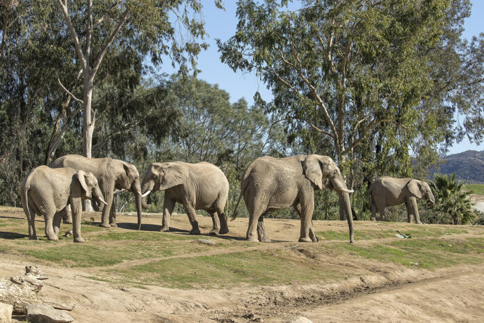 San Diego Zoo Safari Park Unveils Elephant Valley