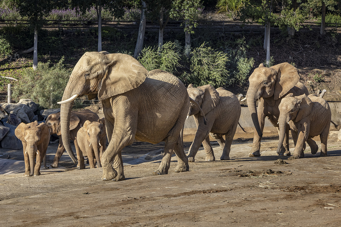 San Diego Zoo Safari Park Unveils Elephant Valley