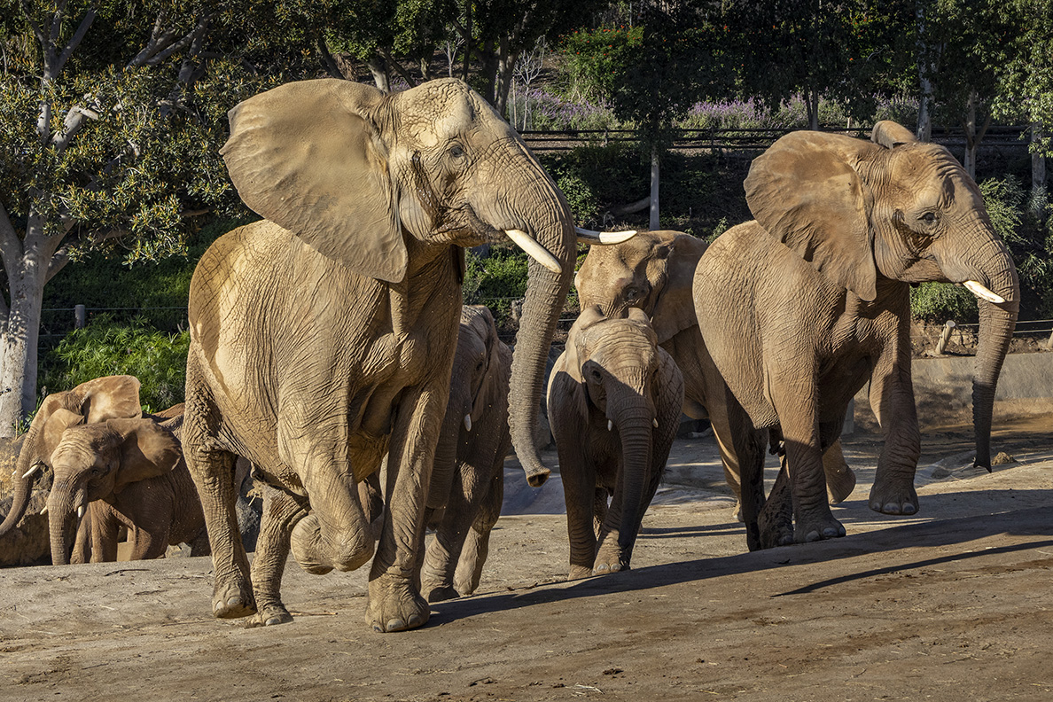 San Diego Zoo Safari Park Unveils Elephant Valley