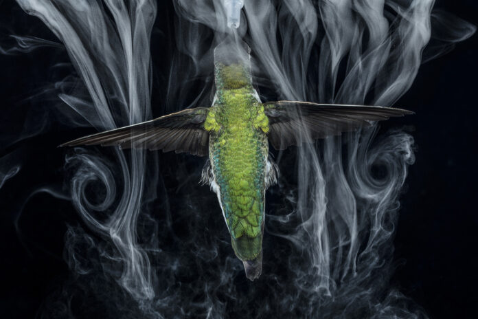 By filling the air with a fine mist using an ultrasonic fogger, researchers can observe the tornado-like vortices that this Anna's hummingbird sheds at the end of each half-stroke— when its wings flip more than 90 degrees and reverse course.