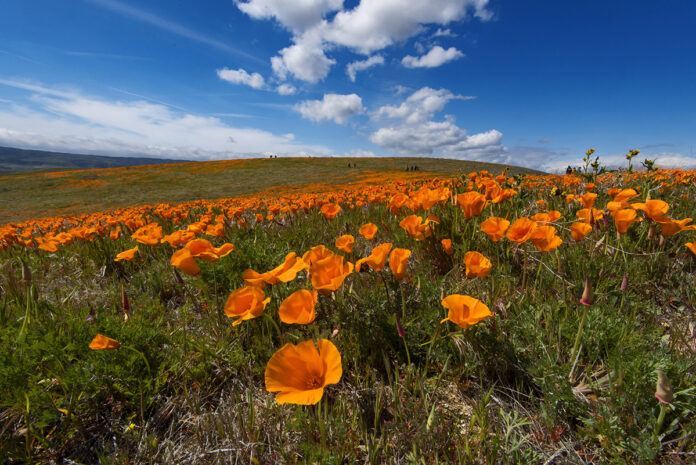 Antelope Valley California Poppy Reserve State Natural Reserve