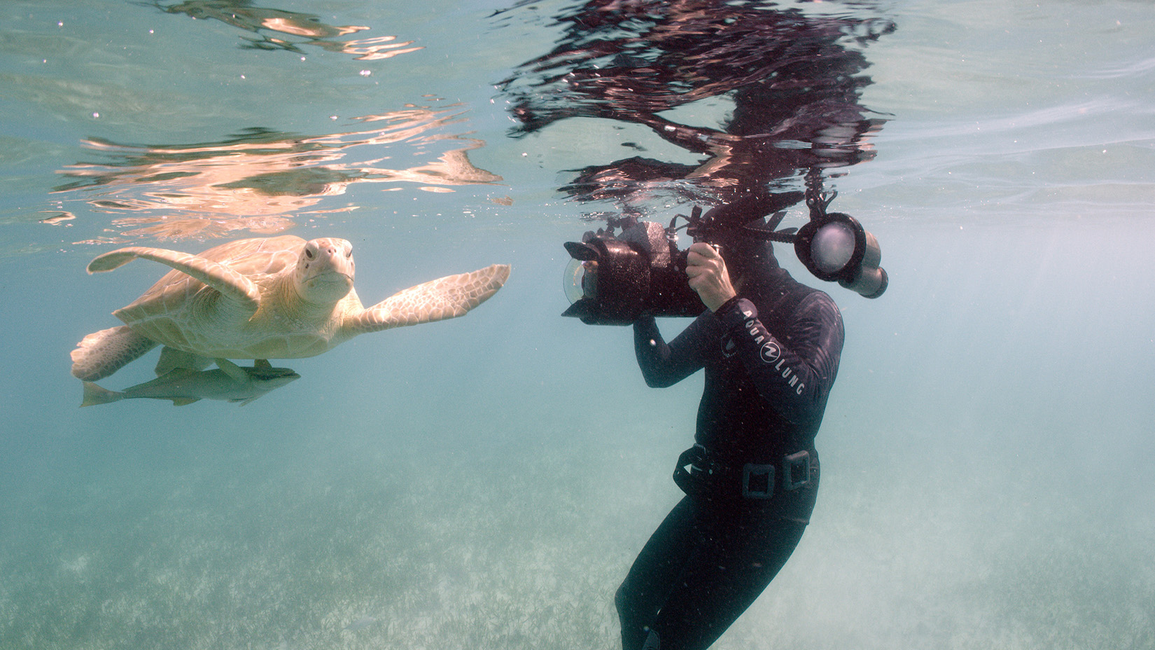 Cristina Mittermeier photographs a Sea Turtle casually swimming by.