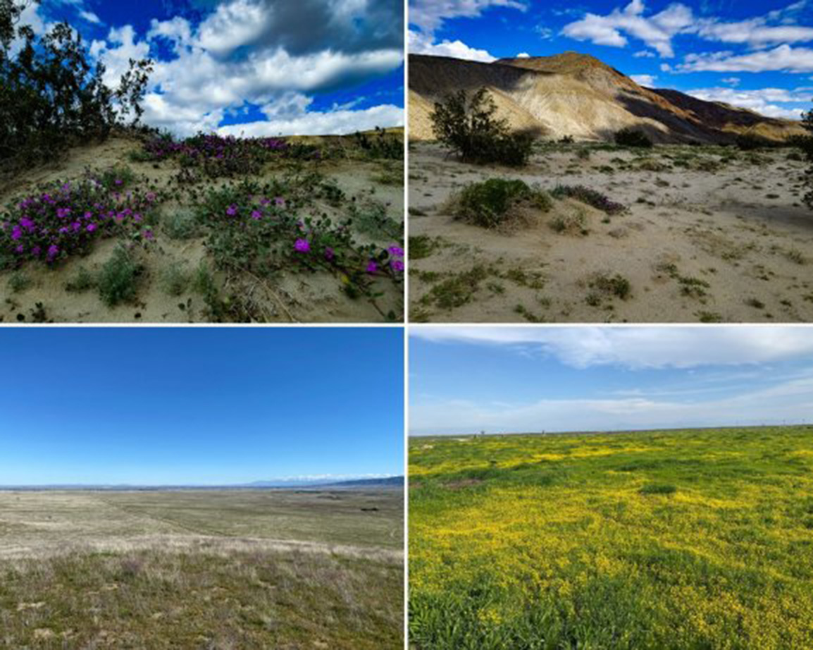 Top: Current wildflower bloom at Anza-Borrego Desert SP. Bottom left: Sparse flowers are starting to show at Antelope Valley California Poppy Reserve SNR. Bottom right: Goldfields currently adorn the Tule Elk SNR.