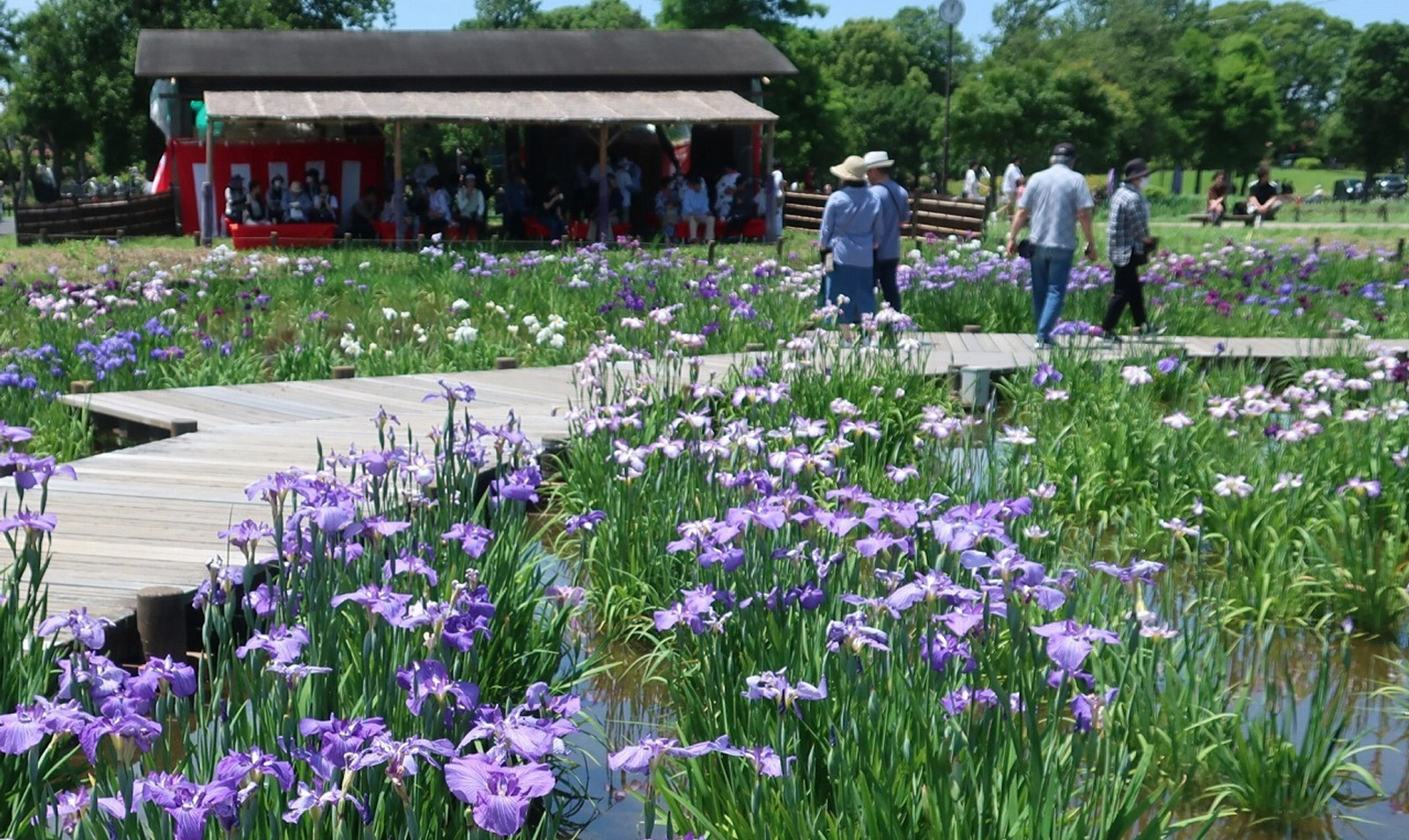 Katsushika Iris Festival