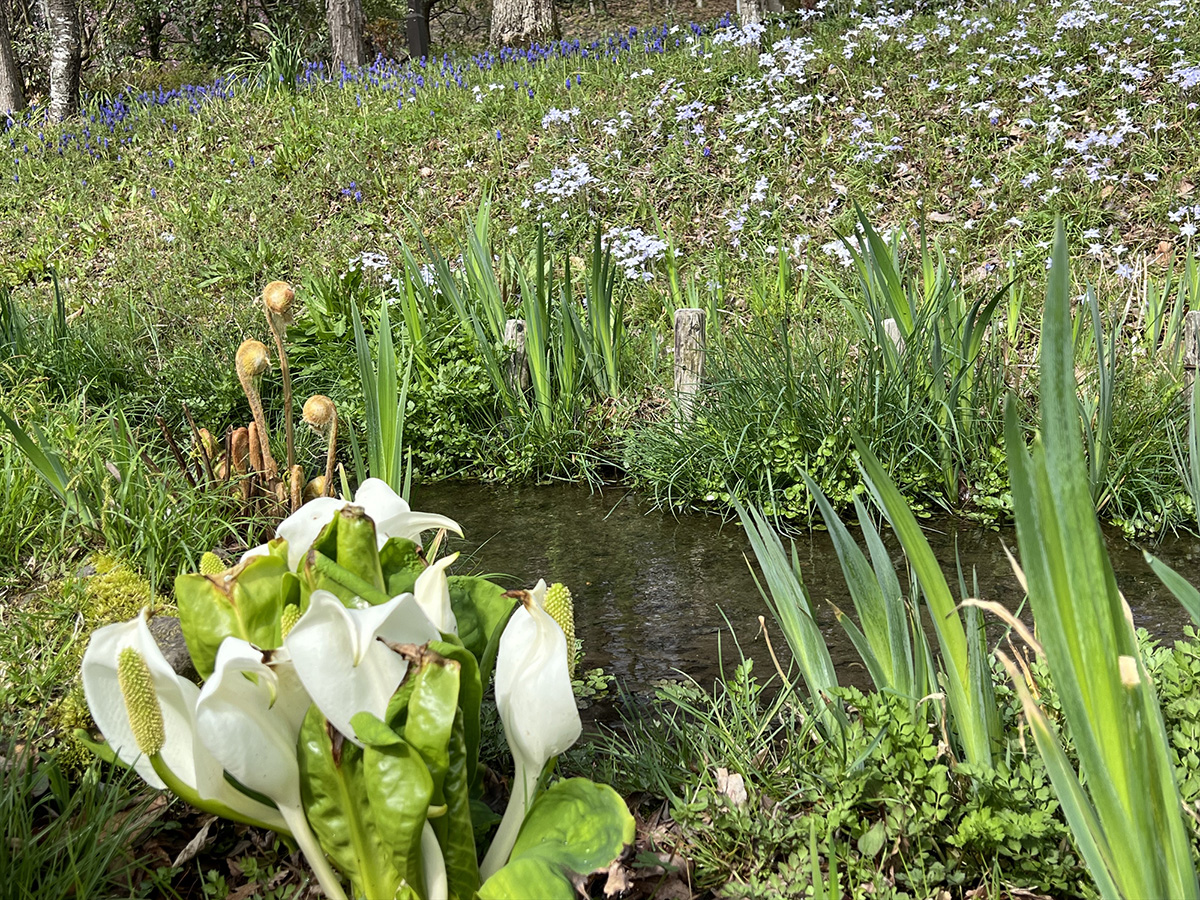 Katsushika Iris Festival