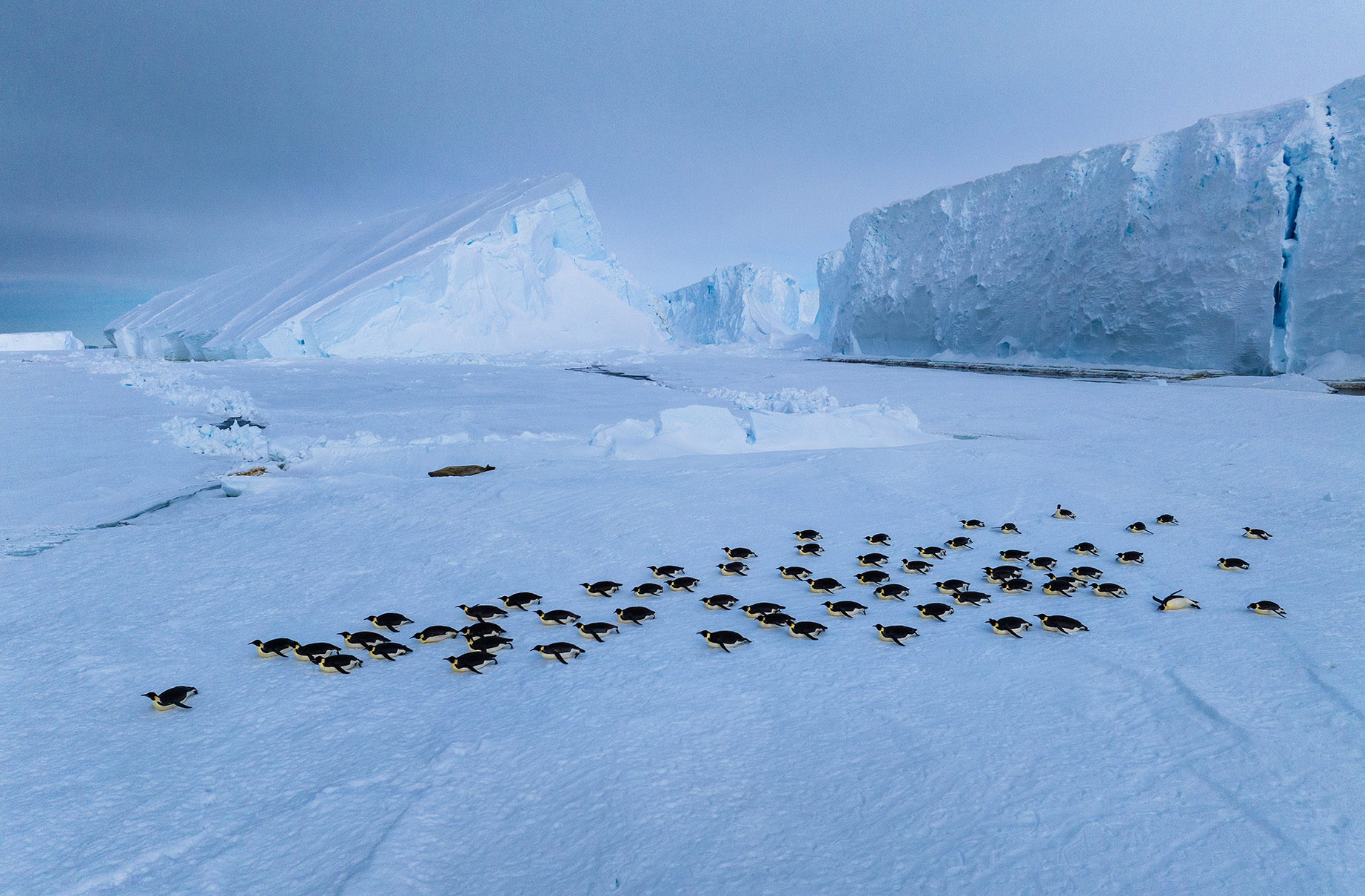 A group of adult Emperor penguins travel along the sea ice on their bellies after exiting the water against the backdrop of the ice shelf.