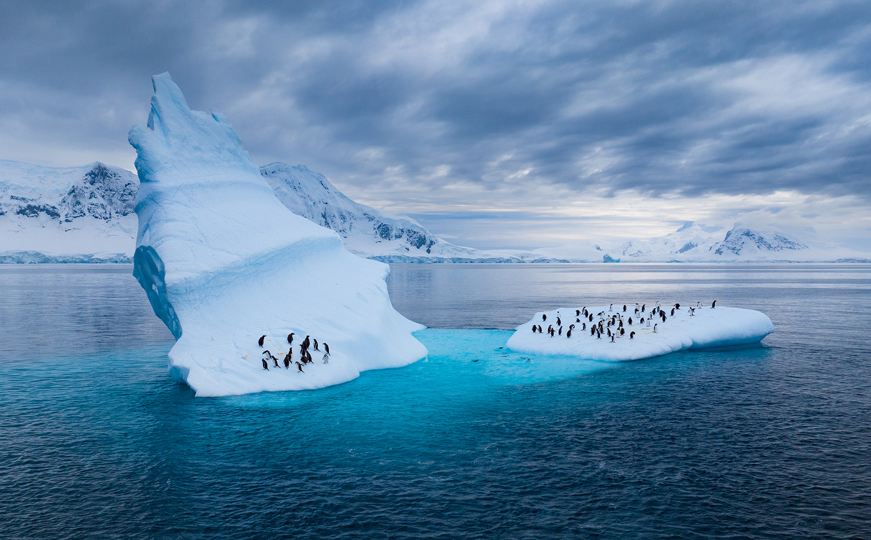 A large group of Gentoo penguins in the water around an iceberg in the middle of the bay, on which a small group of them are standing.