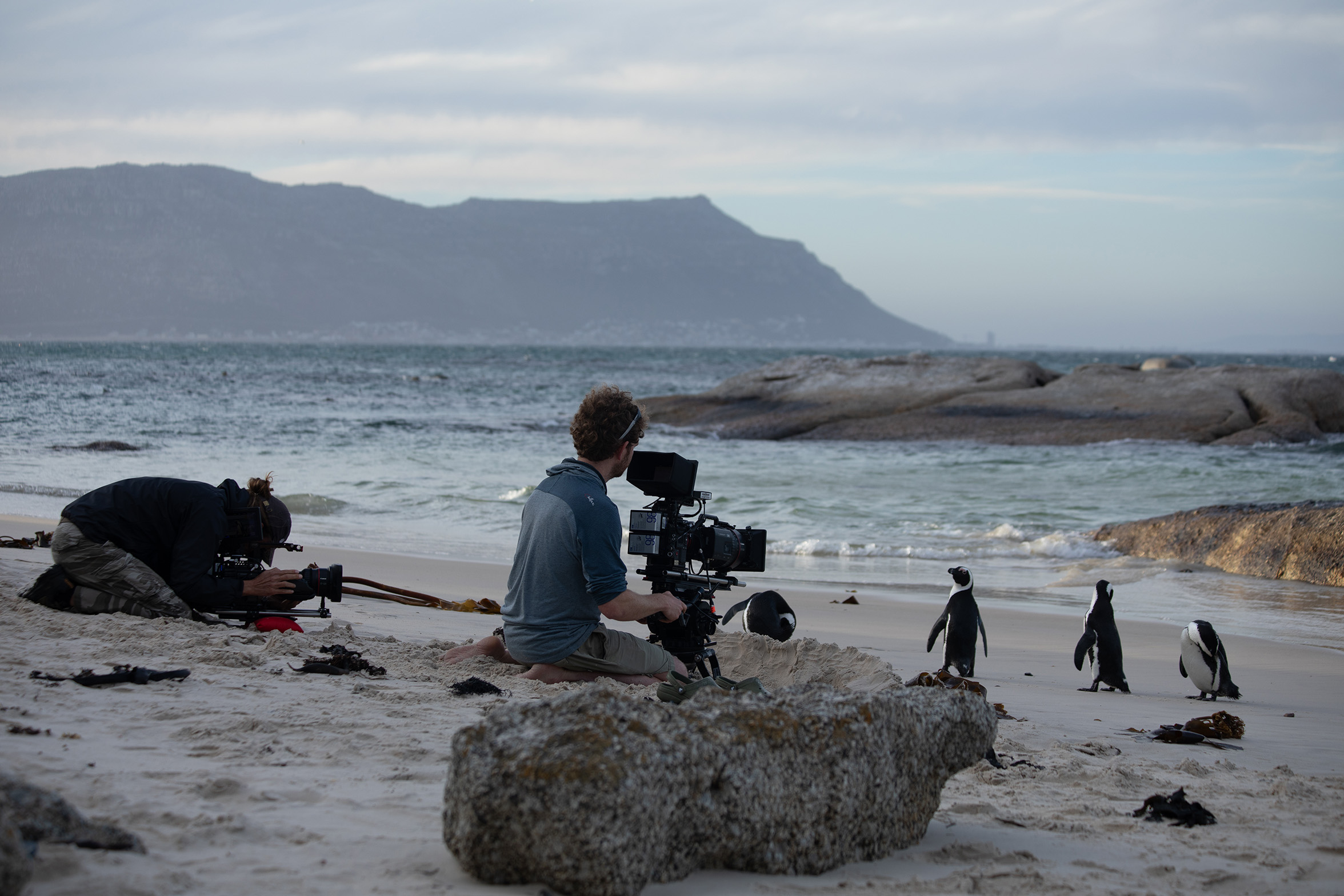 Cameraman Russell Bergh and Director of Photography Howard Bourne film adult African penguins on a beach in Simon's Town.