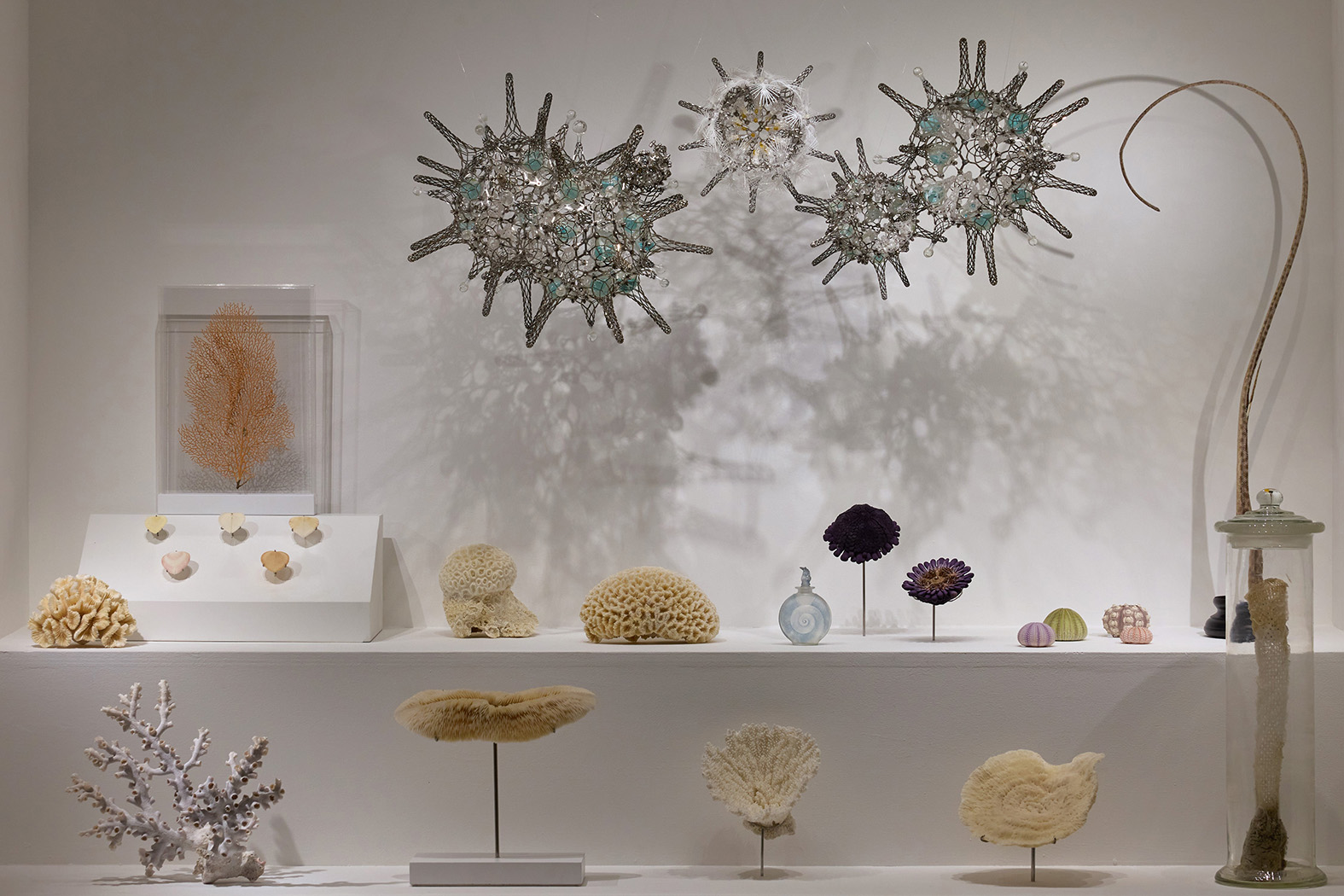 Specimens from the Zoological Reference Collection of the Lee Kong Chian Natural History Museum at the National University of Singapore