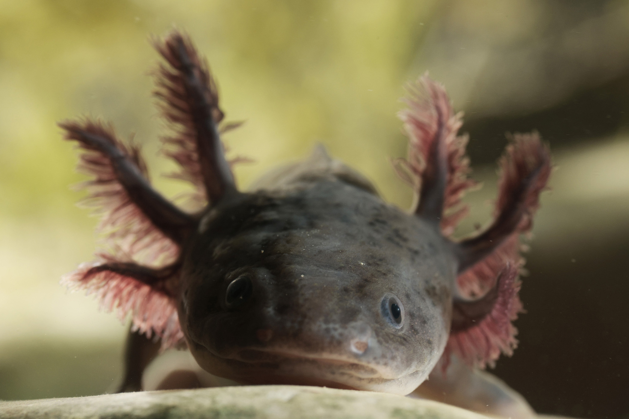 An axolotl rests underwater.