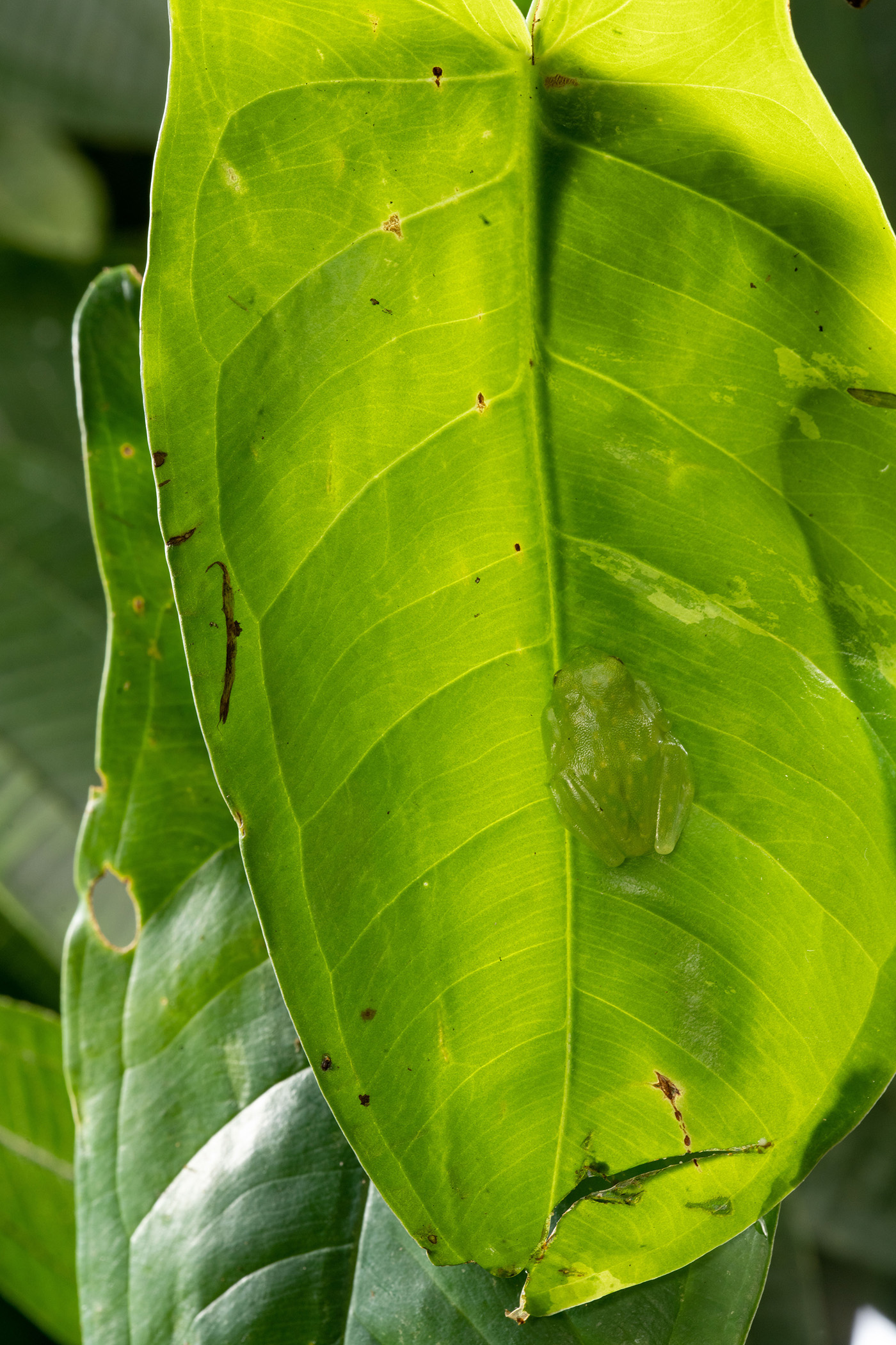 A glass frog perched on a leaf. 