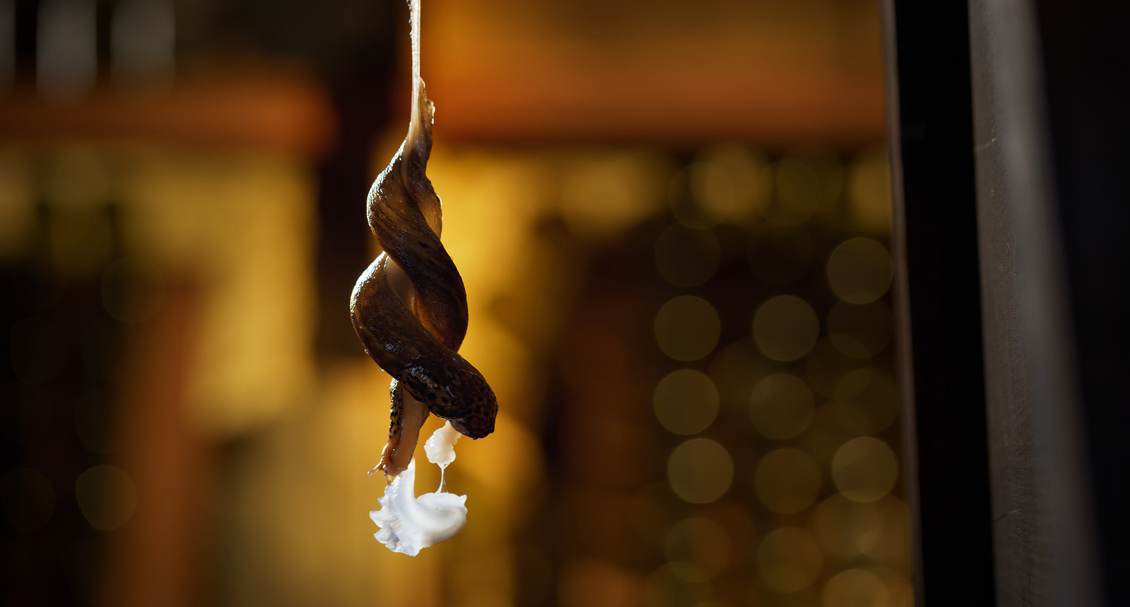 Two leopard slugs suspend themselves on a rope of mucus as they entwine their bodies to mate with one another. 