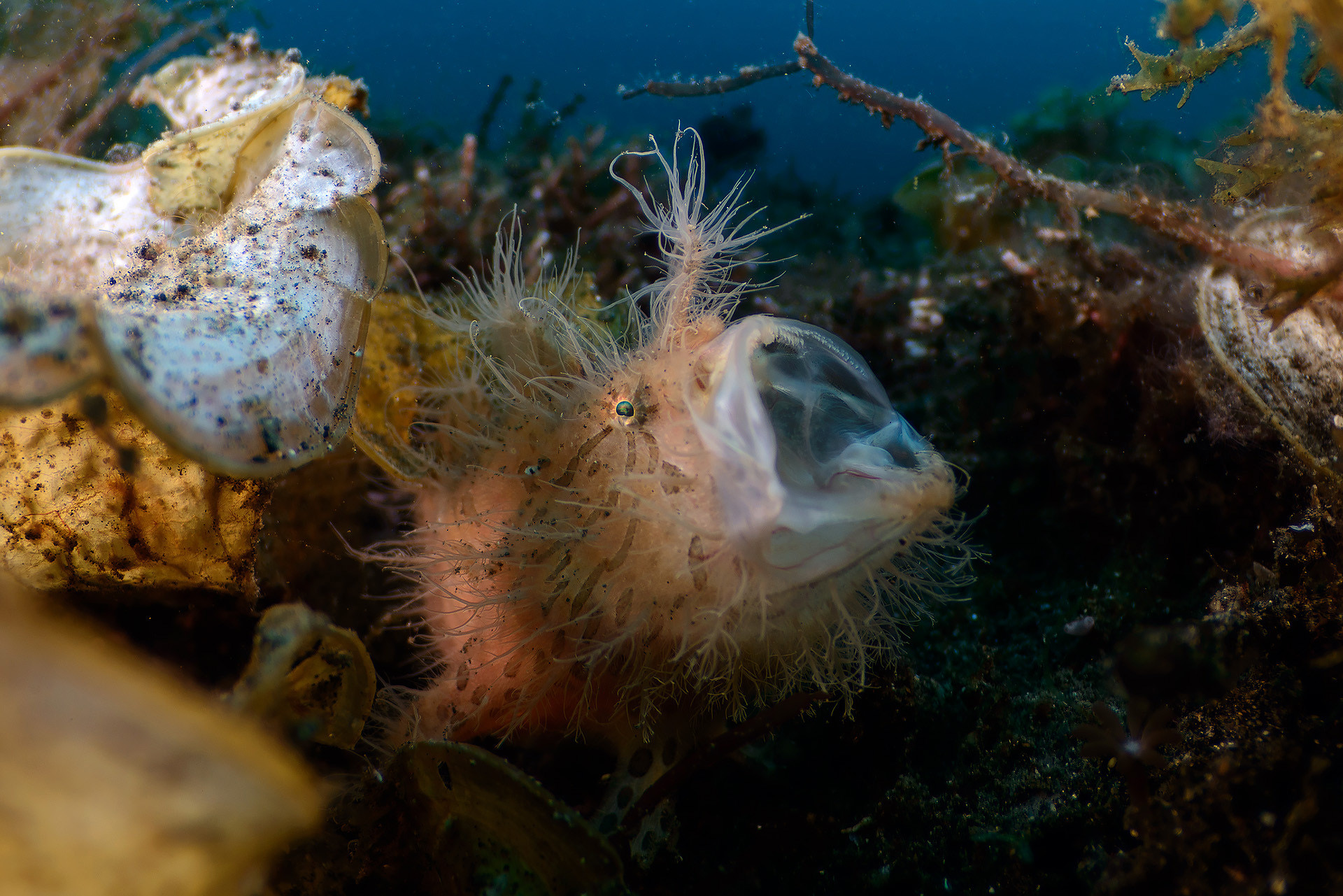 The hairy frogfish's mouth can expand to 12 times its original size, creating a vacuum that sucks in its prey.
