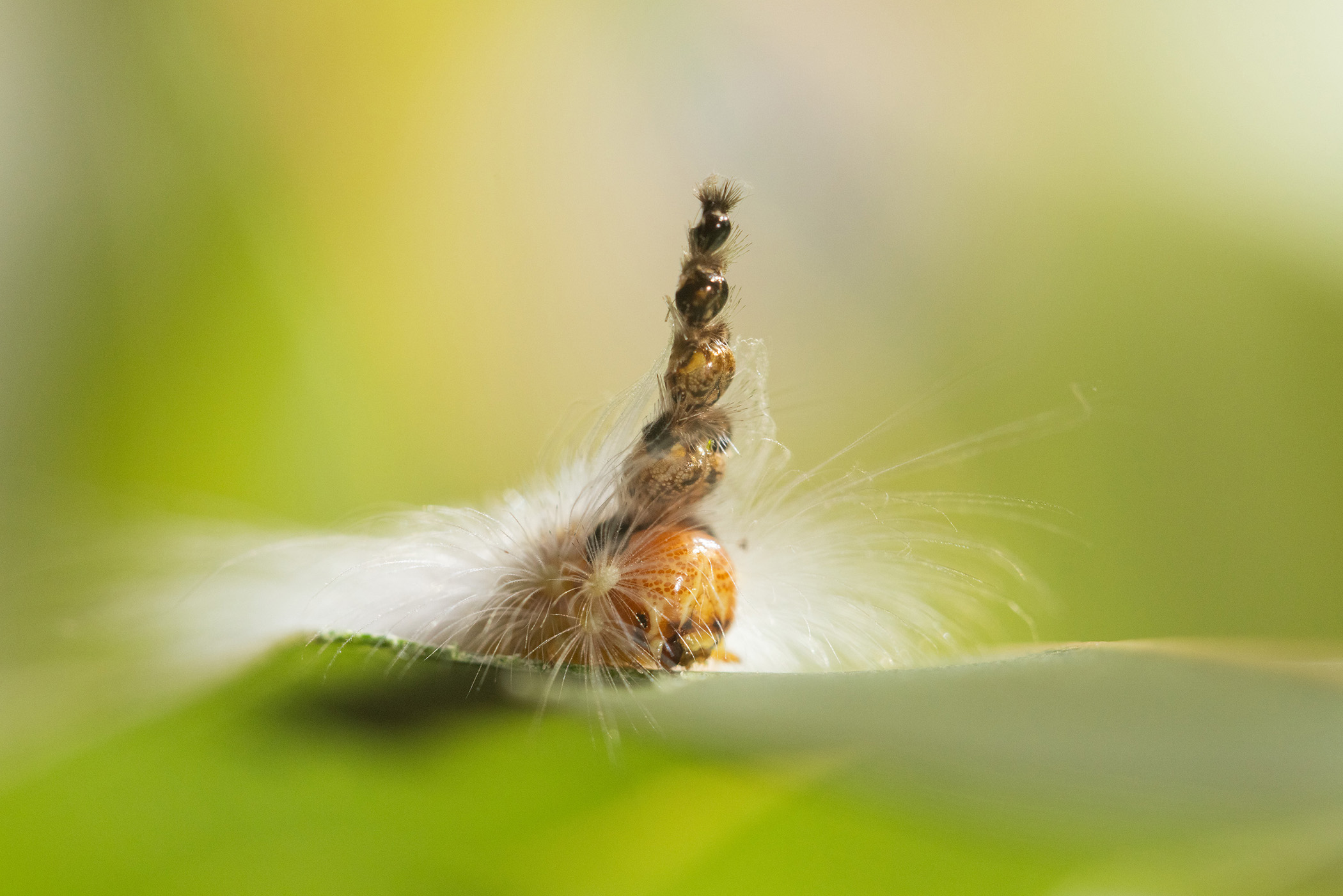 As it grows and molts, the mad hatterpillar stacks old head casings on top of its head. Scientists think it is used as a decoy against would-be predators and parasites, and when needed, it can also be used as a weapon.