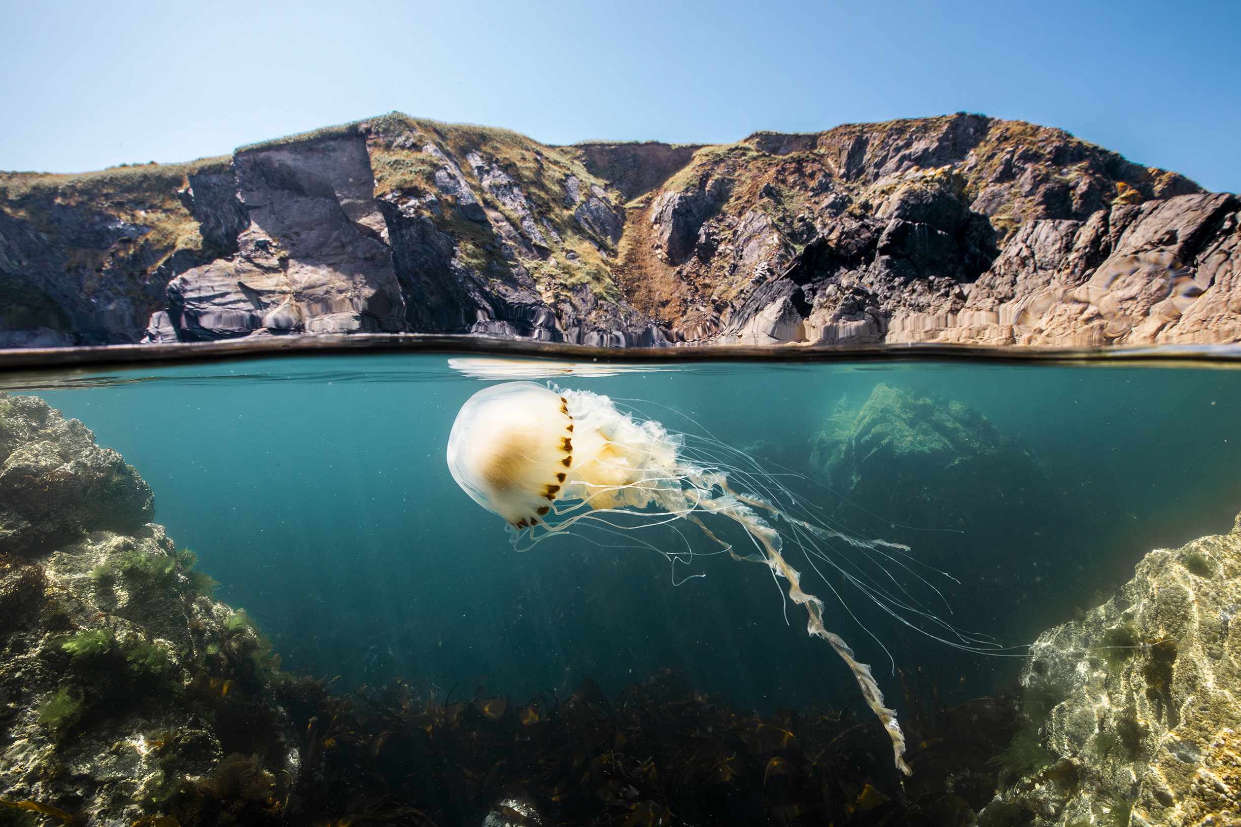 A compass jellyfish off the coast of Pembrokeshire, United Kingdom.