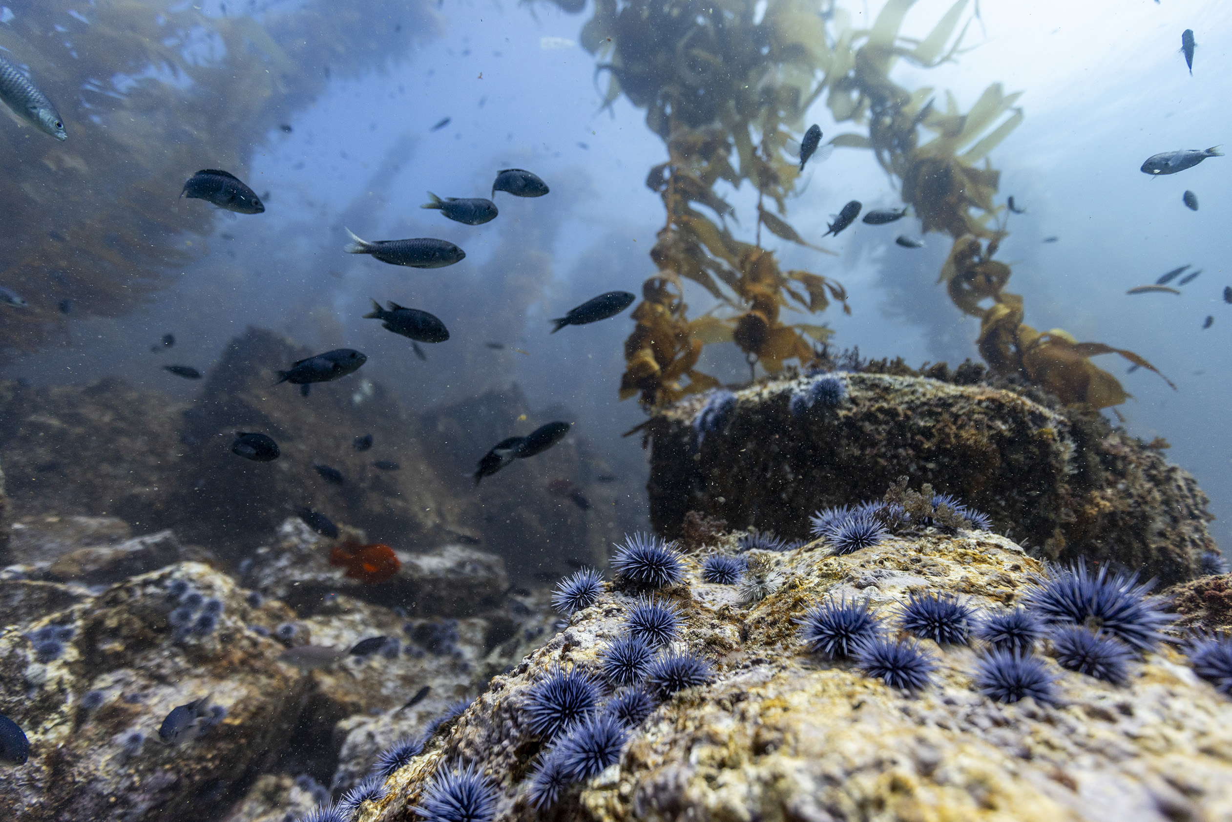 Purple urchins on the edge of a huge urchin barren in California's kelp forests.