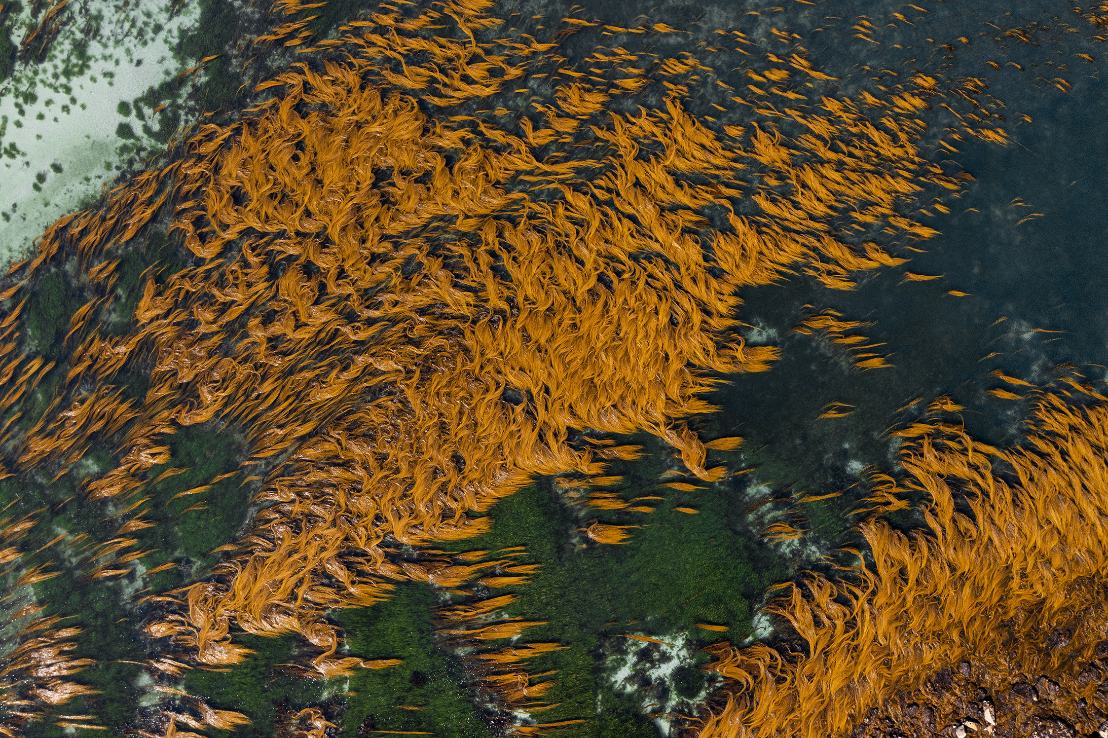 The shallow sea forests off the Isles of Scilly in the United Kingdom.