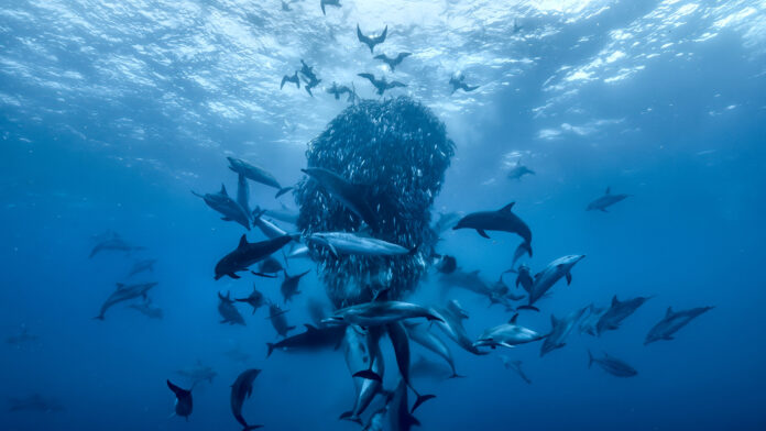 A bait ball in the open ocean near Azores.