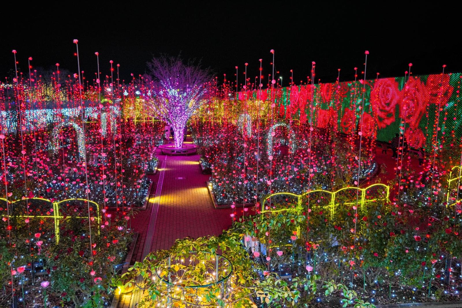 Garden of Roses of Light