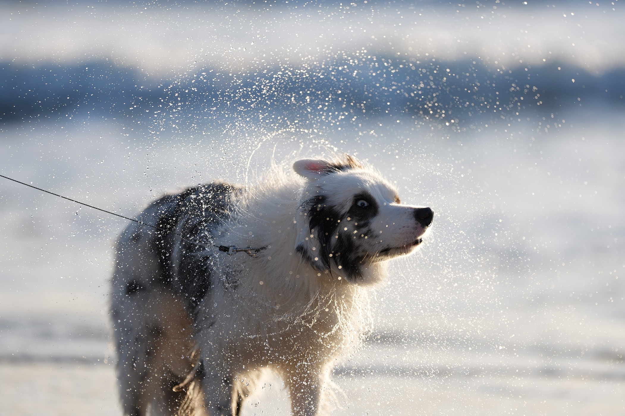 Sony Alpha 7 V sample photo