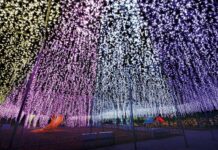 The Wisteria Flower Story of Light