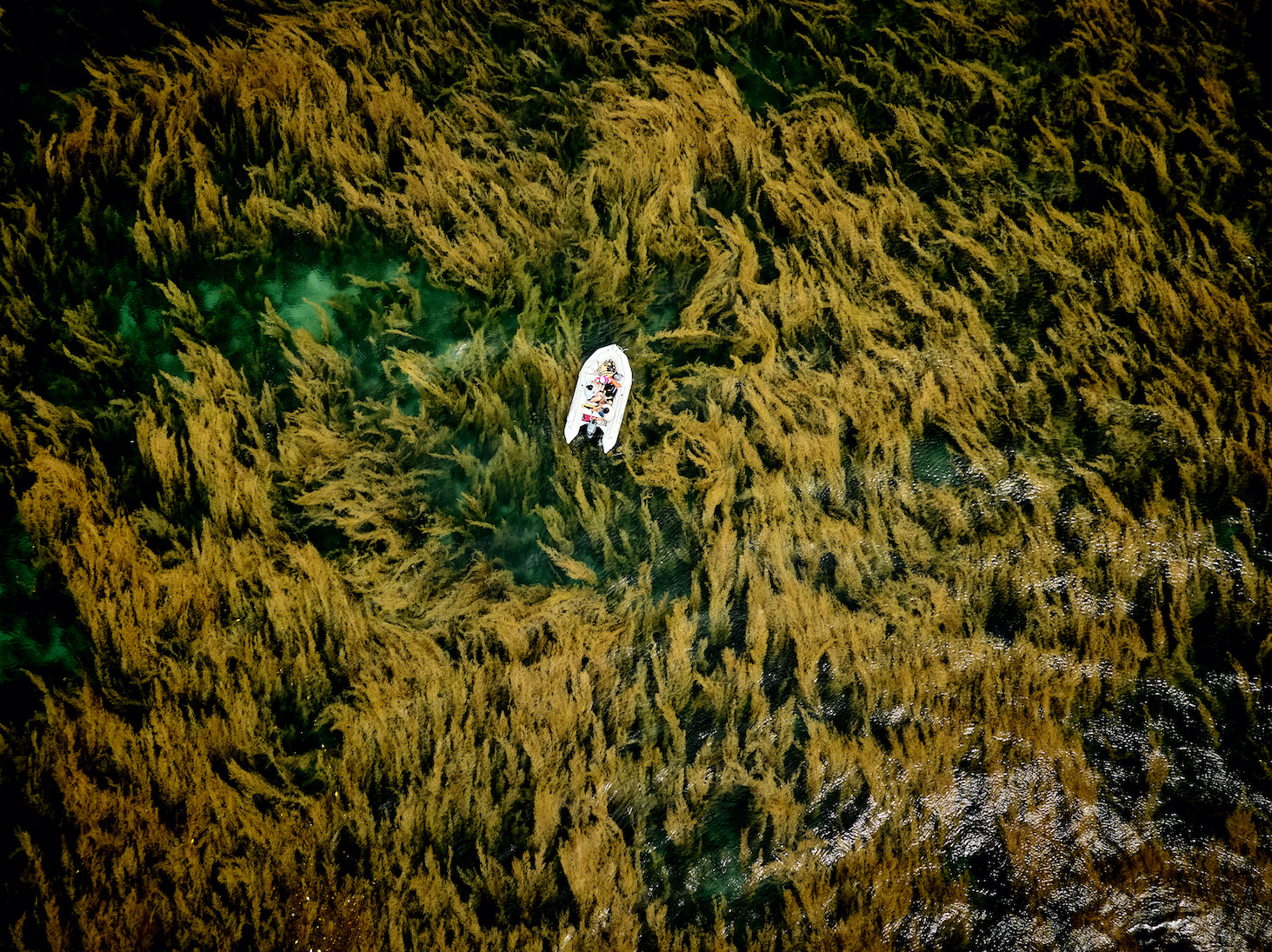 Adrift in the Sea of Weeds - © Hieu Linh Nguyen, Vietnam, Winner, National Awards, Sony World Photography Awards 2026