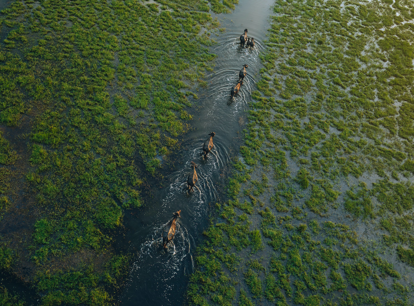 Dawn Over the Wetlands - © Lahiru Iddamalgoda, Sri Lanka, Winner, National Awards, Sony World Photography Awards 2026