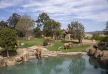 San Diego Zoo Safari Park