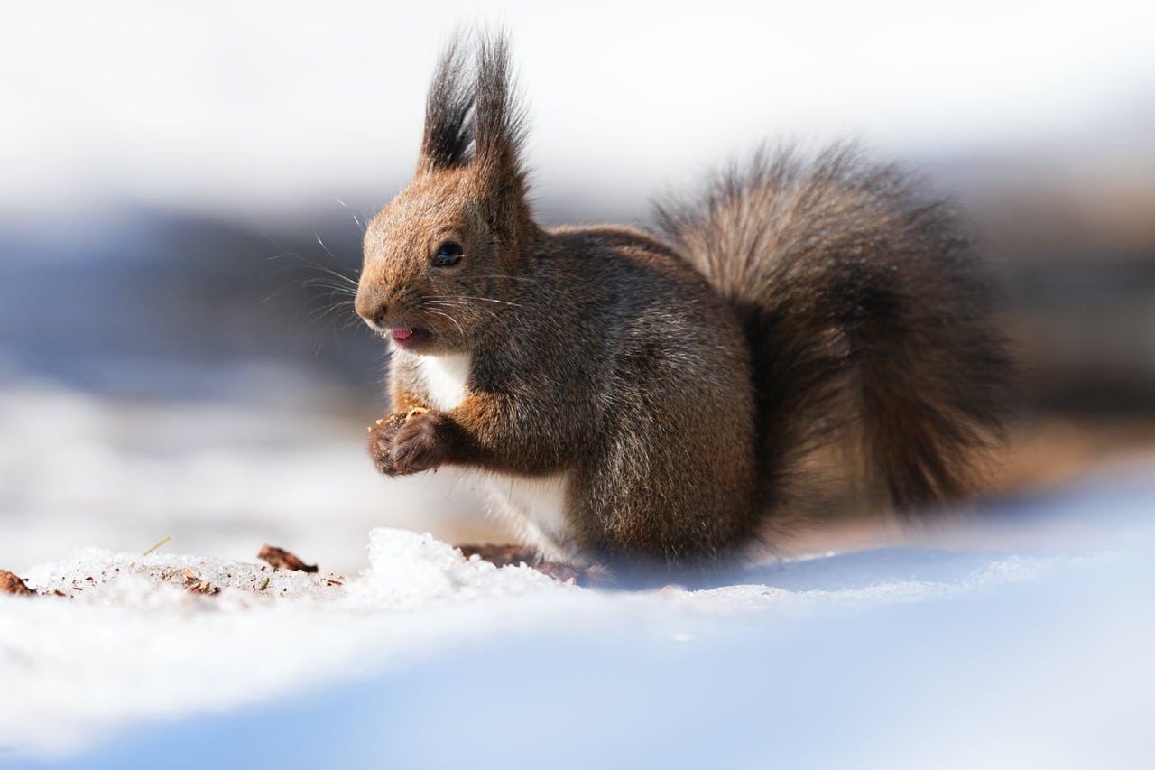 Sony FE 100 to 400mm F4.5 GM OSS sample photo