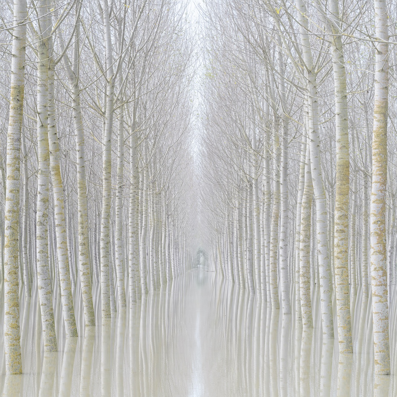 LANDSCAPE Rohan Reilly II