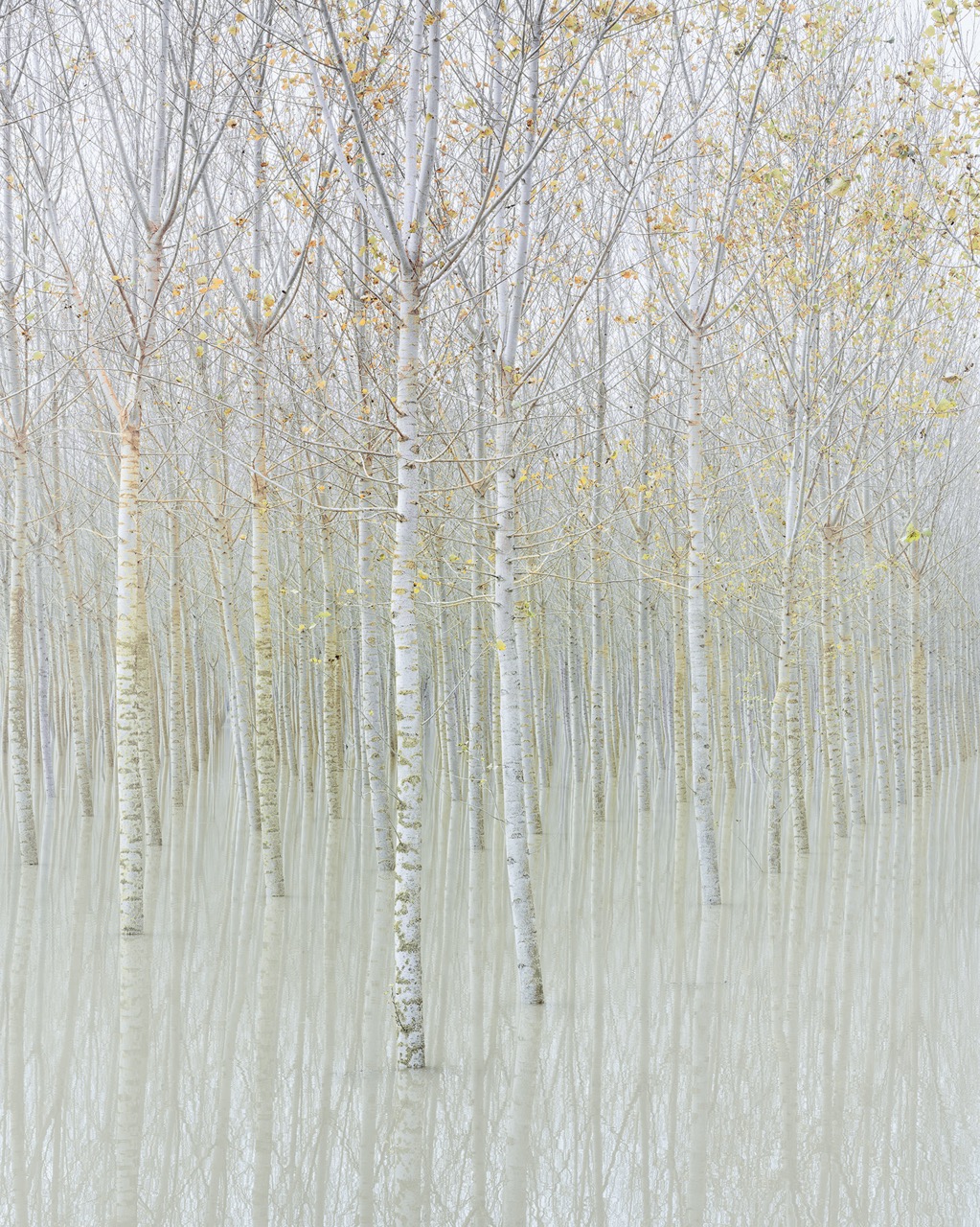 LANDSCAPE Rohan Reilly III