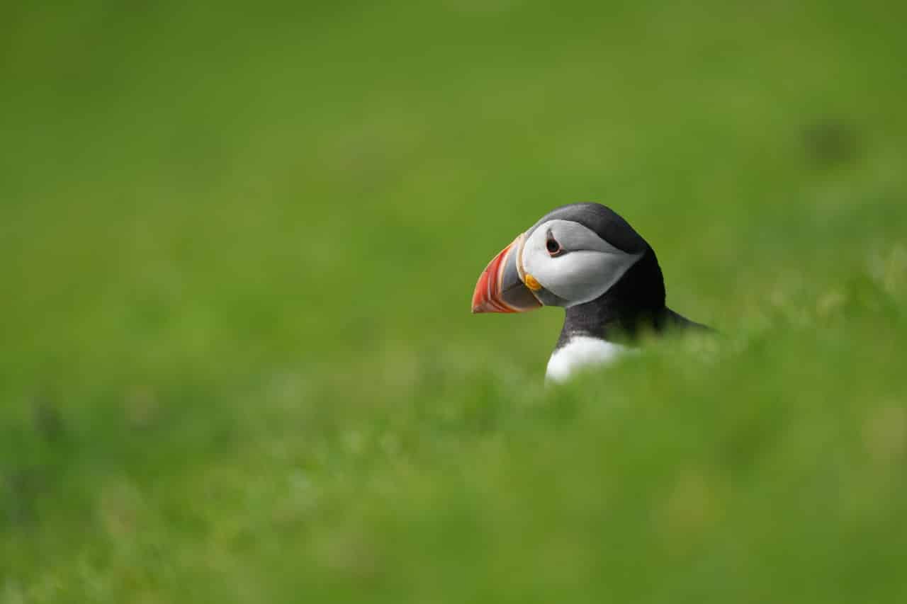 Sony FE 400mm F4.5 GM OSS